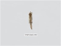 藏品(蟻蛉78)的圖片